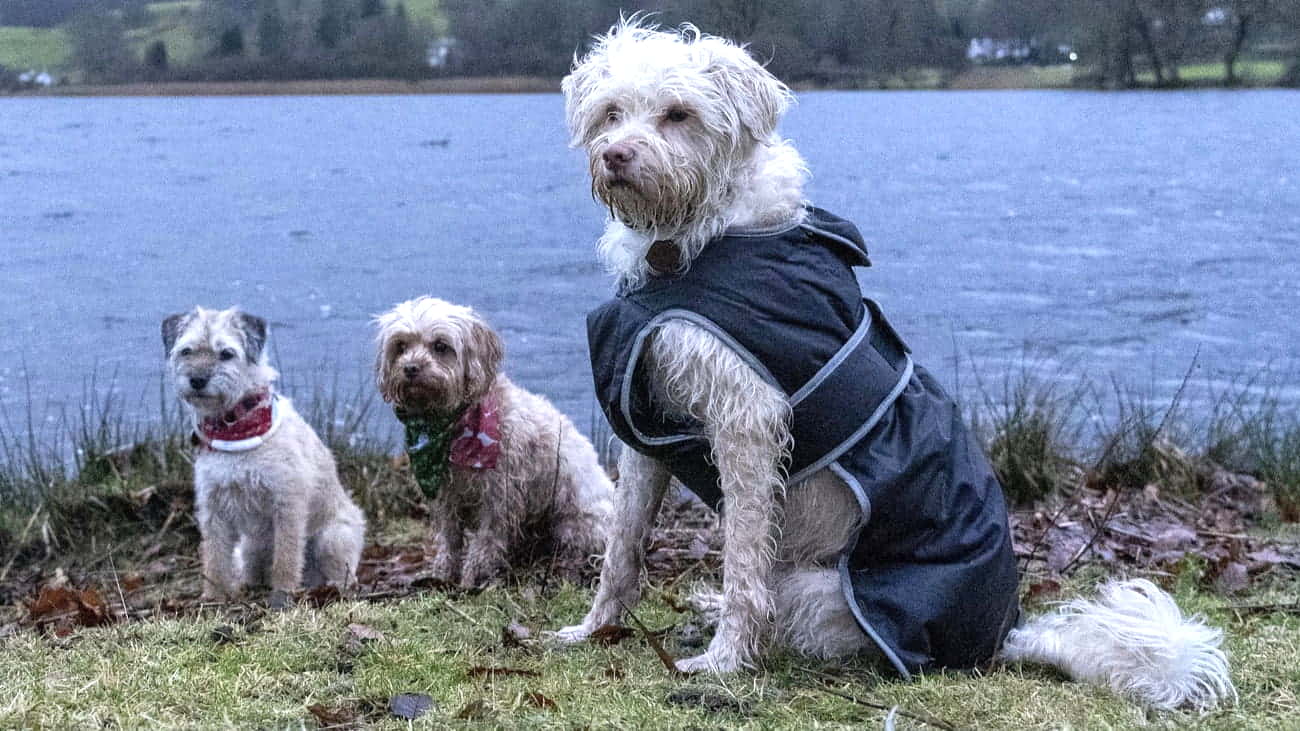 La ropa para perros, hobby o profesion?