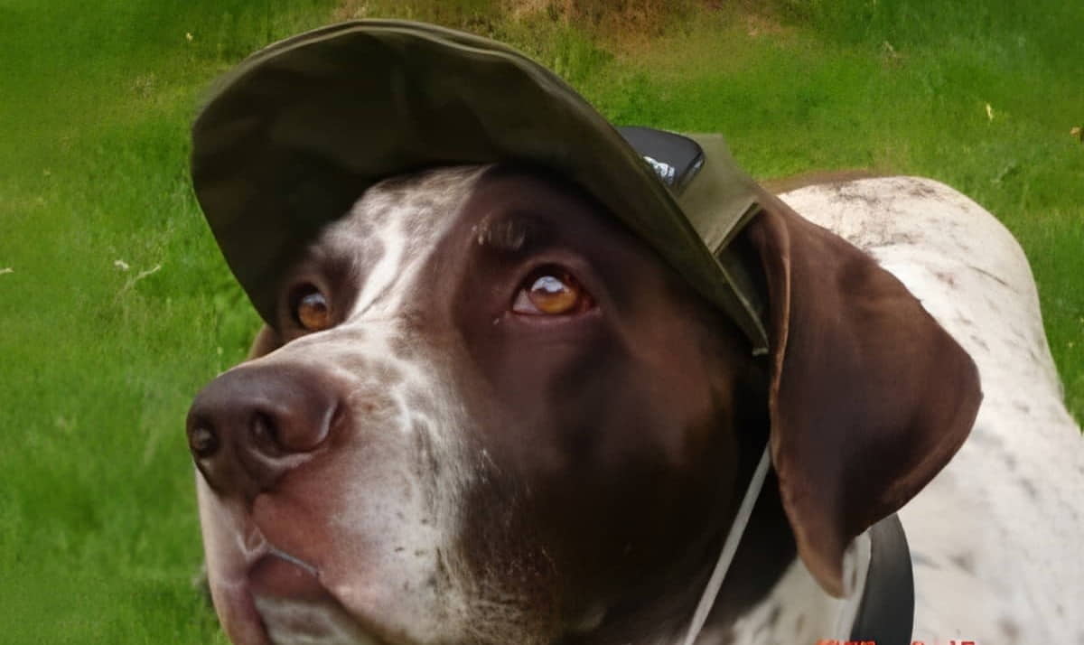 Cachucha, gorro para el perro